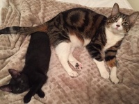 弱り果てた状態で保護された子猫が、永遠の猫友を欲しがっていた猫の元へ引き取られるまでの物語（アメリカ）