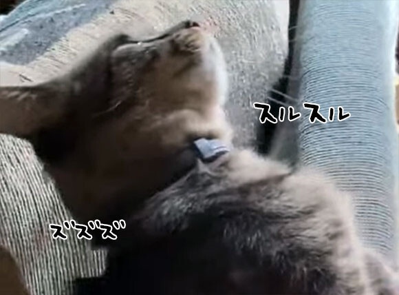 この猫にいったい何が？ワームホールに吸い込まれていく感のある猫