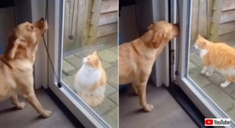 愛犬「いらっしゃい！入って入って！」と、お隣さんの猫のために、ひもでドアを開けてあげる