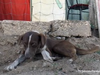 炭鉱事故で亡くなった飼い主に再び会えることを信じて、3週間以上毎日炭鉱に通い続ける犬