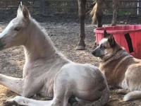 生まれてすぐに母親を失った子馬を支え続けてくれたのは元保護犬だった(アメリカ)