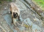 ウサギが一瞬の隙を突いて猫から逃げる　→　逃げきったと思いきや…