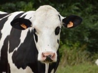 牛のトイレトレーニングに成功。温室効果ガス排出を削減するための試み