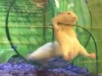 微笑ましい…！　くるくる走るハムスターたちにアクシデント発生。