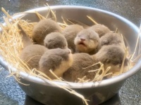 ちっちゃかわっ！5匹のコツメカワウソの赤ちゃん生まれたよ（ニュージーランド・オークランド動物園）