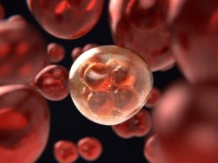 史上初、再設計された合成DNAを持つ生物が誕生（英研究）