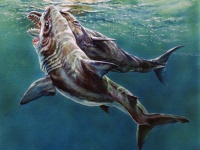 メガロドンに致命的な攻撃を受けたと思われるマッコウクジラの化石が発見される