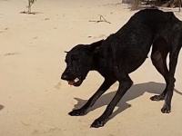 何が何でも連れて帰るよ！アマゾンの真っただ中に取り残されていた犬を保護した男性がいた