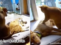 違いはあるけど愛情は一緒。添い寝をしたい時の行動、犬と猫の違い
