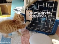 前世は犬？呼ぶと戻ってきて自らケージを開けて入る賢い子猫