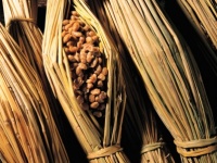 生しらすは恐怖！　日本人が普通に食べているけど外国人はガクブルな食べ物