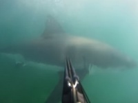 【衝撃】襲ってきたホオジロザメをモリで撃退したダイバーの主観映像！