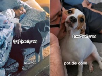 諦めない心がかわいい。飼い主のぬくもりを感じたい犬の2連発