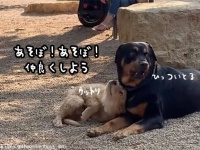 カッコイイ！公園で一番大きい犬と仲良しになりたいゴールデンレトリバーの子犬が猛烈アタック