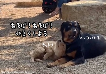 カッコイイ！公園で一番大きい犬と仲良しになりたいゴールデンレトリバーの子犬が猛烈アタック