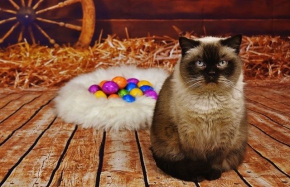 猫は生卵を割るか？守るか？奇妙な「猫卵チャレンジ」がTikTokで流行中