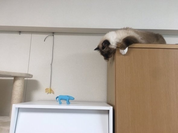 まるまるもなか（＠okirakumonaka）さんのツイート