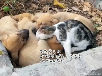 これはかわいい異物混入。犬団子の中に入り込む猫