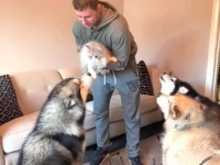 愛犬ズと愛猫「会いたかったよ！」「寂しかったよ！」1週間後の感動の再会に大興奮のマラミュートたち（音量注意）