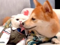 「はじめまして」から始まる優しい時間～犬と子猫のラブラブな仲良しタイムをご覧ください