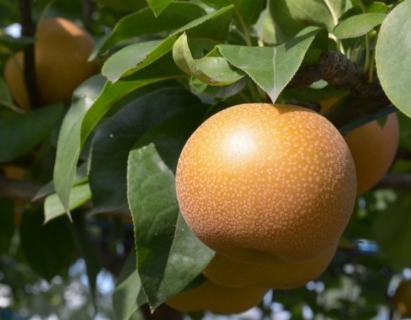 収穫期を迎え、大きく実った梨