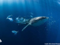 ジンベイザメに寄り添っても安全ではなかった。群がる小魚を食い荒らす魚の大群の存在が確認される