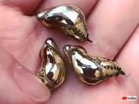 お宝発見！と思いきや、黄金に輝くその物体は蝶のサナギだった！（※蝶一族出演中）