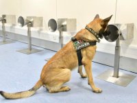 新型コロナウイルス感染者を嗅ぎ分ける犬がついに実用化。ドバイ空港に配備される（アラブ首長国連邦）