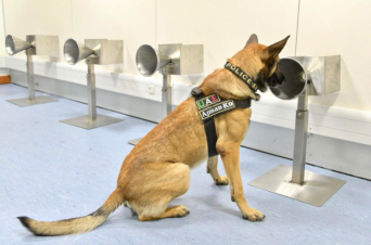 新型コロナウイルス感染者を嗅ぎ分ける犬がついに実用化。ドバイ空港に配備される（アラブ首長国連邦）