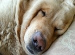 「もう！夜眠れないよ！！」その原因は家にいるアレだった…！