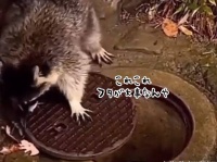 賢すぎるだろ！隠れようとしたアライグマ、マンホールのフタをきっちり閉める