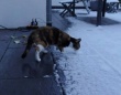 生まれて初めて触れる雪におっかなびっくりな愛猫、「白い？冷たい？ちょっと寒い！」と戸惑ってしまう