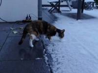 生まれて初めて触れる雪におっかなびっくりな愛猫、「白い？冷たい？ちょっと寒い！」と戸惑ってしまう