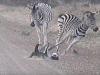 【強すぎ】「世界一怖い物知らずの動物」としてギネス認定されたラーテル、子供に近づくシマウマたちを母親が一瞬で蹴散らす動画が話題に