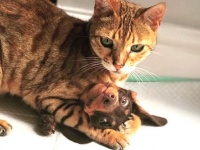 その家の支配者は猫だった。犬と猫、両方を飼っているお宅の日常あるある