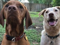 塀の向こうに住む、まだ見ぬ友達に会いたい！愛犬のためのどこでもドア