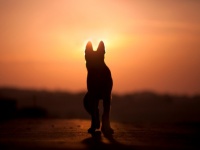 感電した飼い主を必死に助けようとした犬だったが...深い愛情で結ばれていたからこそ悲しい結末に。勇敢な犬の物語（インド）