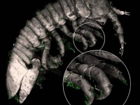 ミツバチが植物を受粉するように、甲殻類が藻類の交配を手伝っていた