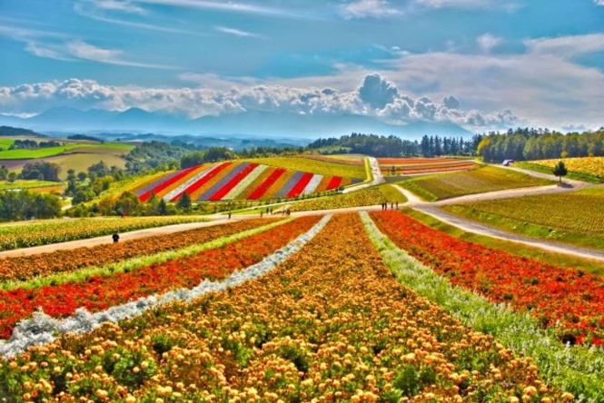 美瑛町の「四季彩の丘」（写真ACより）