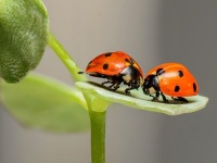 昆虫が痛みを感じない理由は寿命の短さにあった？（米研究）