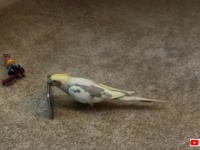 裏、オモテ、裏。やめられない止まらない、スマホをひっくり返して遊ぶオカメインコ