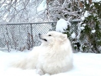 冬だ！サモエドの季節がやって来た！雪の中を大はしゃぎで走り回る犬
