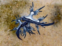 海洋ゴミに適応した生物たち。太平洋のゴミが集まる地域は今、豊かな生態系が織りなされている