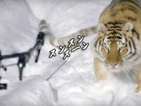 ブタに真珠、トラにドローン？トラたちの上にドローンを飛ばしてみた