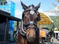 ​疲れを癒やす、馬専用の温泉。函館競馬場に