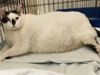 引っ越しでつれていけない。飼い主が保護施設に託したのは体重18.6キロの超ふとっちょ猫（アメリカ）