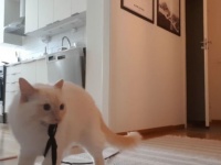 自宅待機で常に一緒だったが、30分用事で外出。猫の行動がせつなすぎて泣けてきた（スウェーデン）