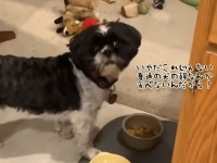 犬の餌なんか食えるか！人間の食べ物を欲しがる犬の対処法