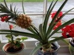 試しに植えてみたパイナップルが「でっかくなっちゃった！」