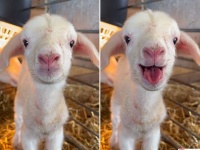 ボク今日生まれたよ！羊の赤ちゃんが元気にお返事